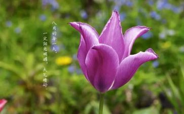八月十五的作文600字8篇