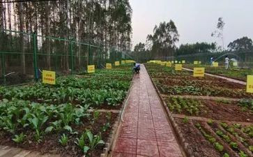 做菜社会实践心得体会100精选8篇