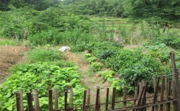 买卖菜合同模板8篇