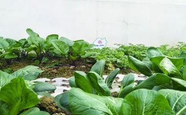 野菜教案7篇