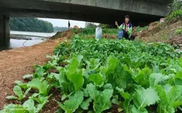 大班挖野菜教案5篇