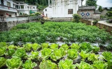 菜市场调查报告范文7篇