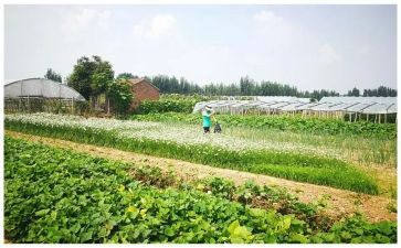 对市场蔬菜胡调查报告8篇