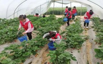 采摘活动总结7篇