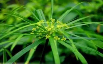 草木人间读后感5篇