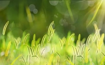 《草房子》读书心得体会参考6篇