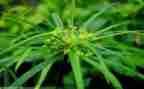 读后感《草原上的小木屋》400字5篇