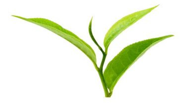 茶艺心得体会800模板5篇