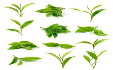 茶艺心得体会400通用8篇