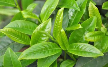 茶的认识心得体会最新7篇