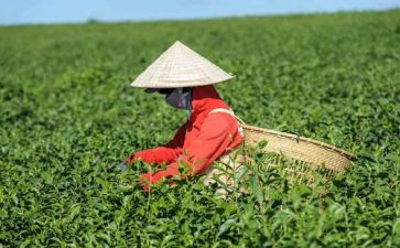 茶的认识心得体会参考8篇