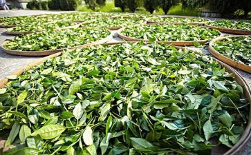 茶艺心得体会400参考8篇