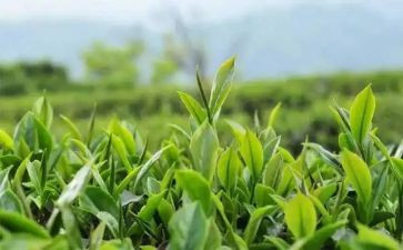 茶企业调研心得体会5篇
