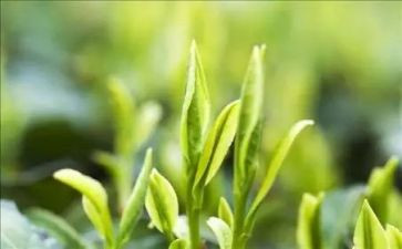 茶艺队的心得体会6篇