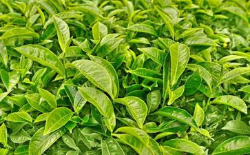 奶茶店工作总结8篇