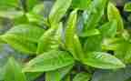 茶的认识心得体会最新7篇