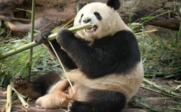 成都买卖合同5篇