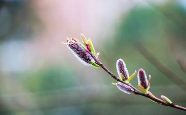 春节作文800字作文参考8篇