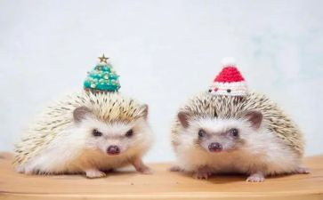 小刺猬教案推荐8篇