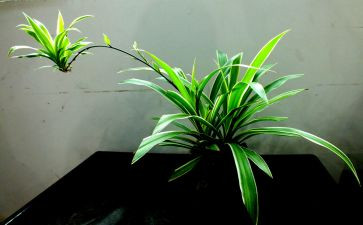 我的吊兰花作文5篇