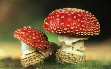 社区禁毒活动方案8篇