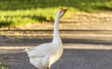 小班认识鹅教案5篇