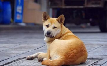 读第七条猎狗读后感优质5篇