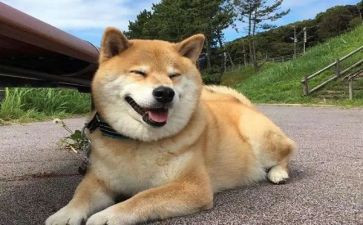 小狗钱钱的心得体会6篇