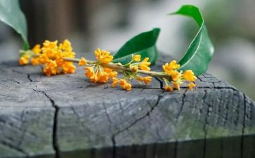 吃桂花糕作文400字参考7篇