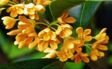吃桂花糕作文400字模板7篇