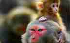 猴子捞月中班教案6篇