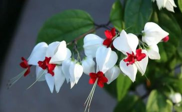 21.芦花鞋教案5篇