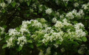 白合花的读后感精选7篇