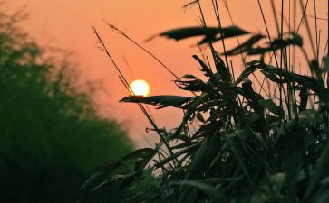 读秋天的怀念读后感5篇