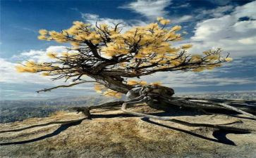 坚强乐观类的作文5篇