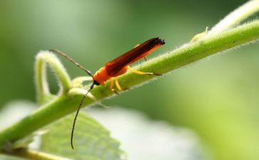 昆虫记读后感600字模板5篇