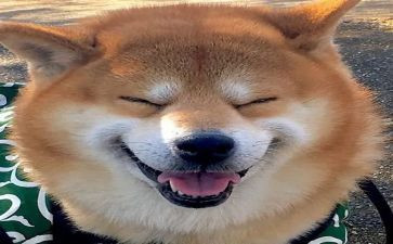 粉刷匠教案小班音乐教案7篇