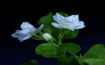 音乐茉莉花教案6篇