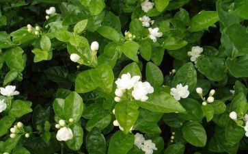 音乐课《茉莉花》教案5篇