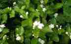 音乐课《茉莉花》教案5篇