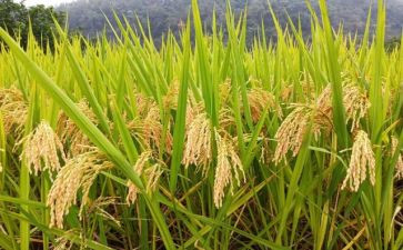.粮食买卖合同8篇