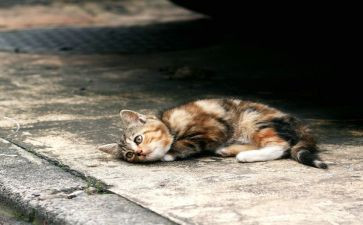 《流浪狗和流浪猫》读后感5篇