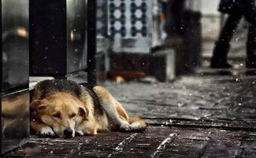 流浪狗和流浪猫的读后感精选6篇