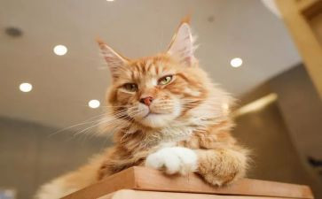 小班音乐猫捉老鼠教案6篇