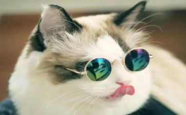 爱思考的猫心得体会7篇
