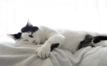 读大熊猫的作文精选6篇