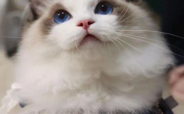 小猫钓鱼大班音乐教案5篇