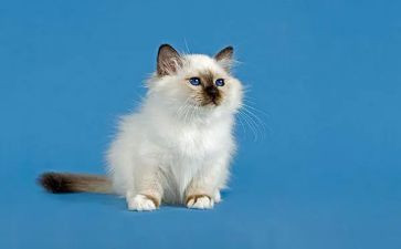猫和鳄鱼作文6篇