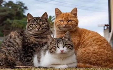 猫买卖合同通用8篇