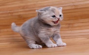 猫的特点作文优秀8篇
